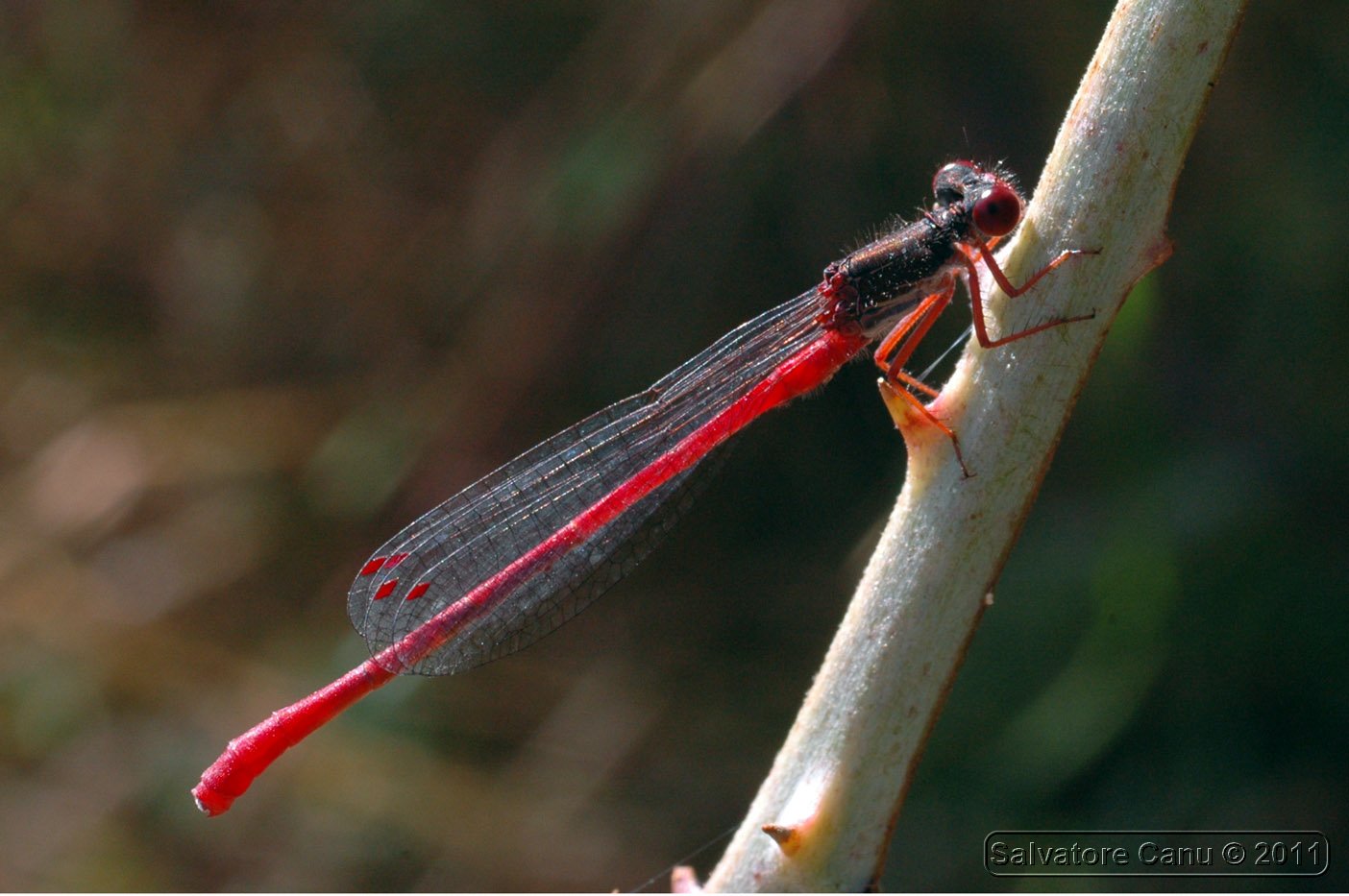 Ceriagrion tenellum